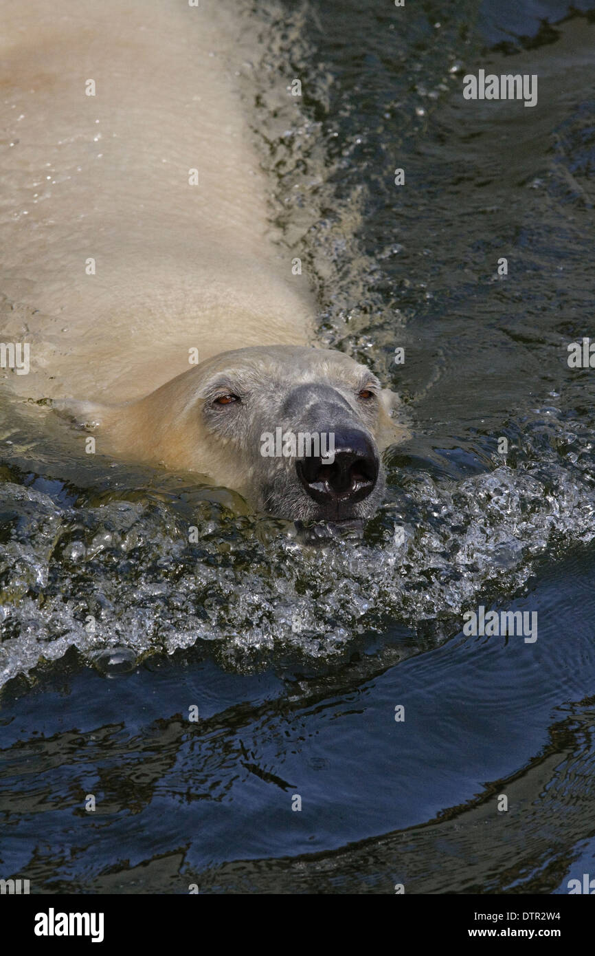 Polar bear (Thalassarctos maritimus) swims Stock Photo