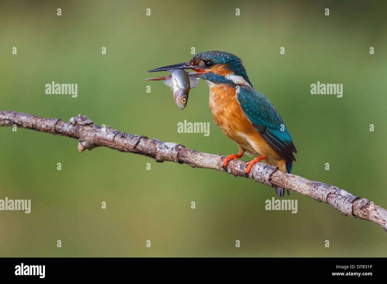common kingfisher alcedo atthis perched with a fish Stock Photo