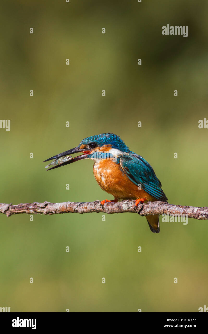 common kingfisheralcedo atthis with a small fish Stock Photo