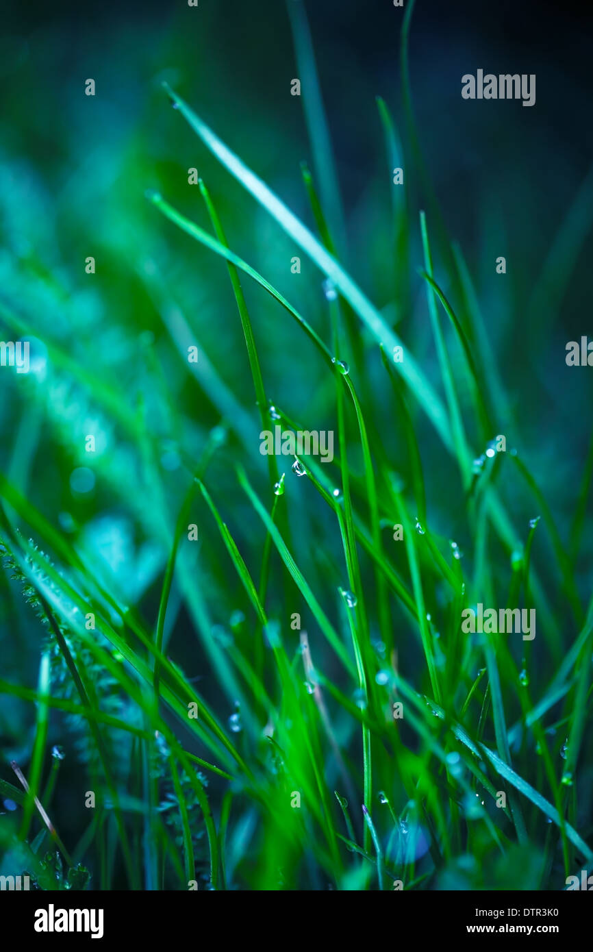Green grass with water drops for spring background Stock Photo - Alamy