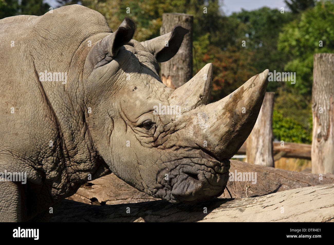 Head of White Rhinoceros (Ceratotherium simum) Stock Photo