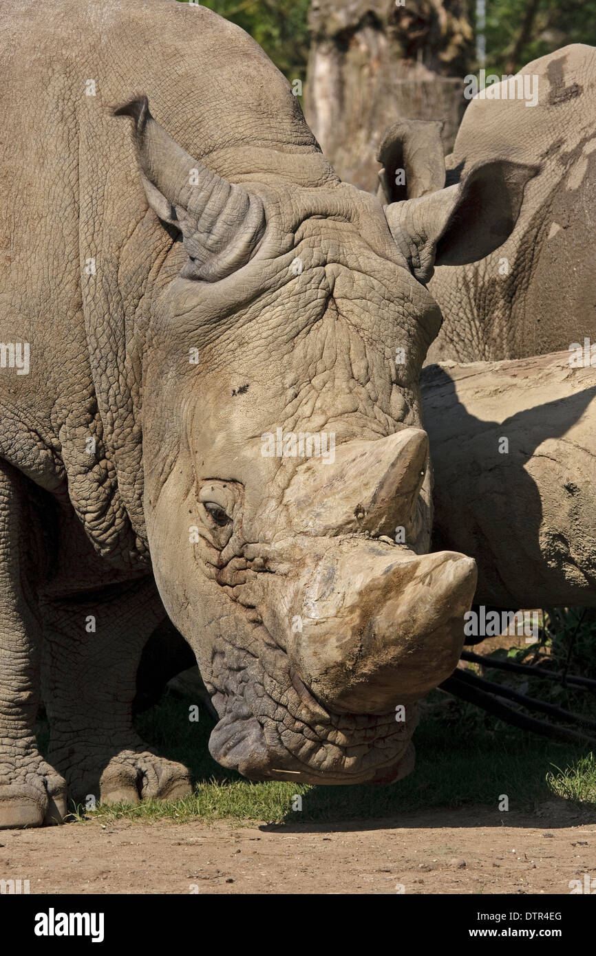 Head of White Rhinoceros (Ceratotherium simum) Stock Photo