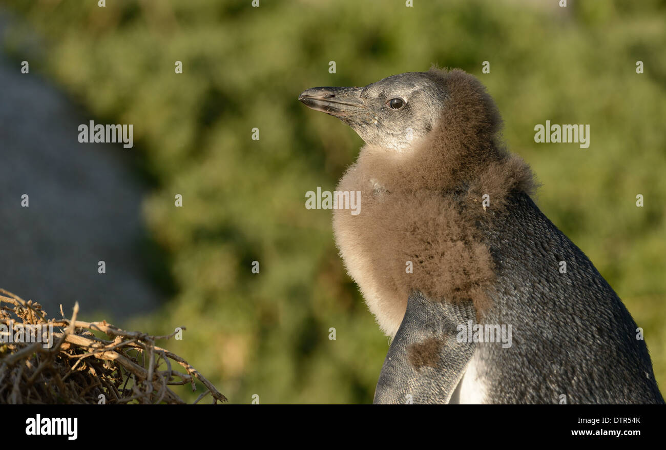 Juvenile African Penguin on the beach at False Bay, South Africa. Stock Photo