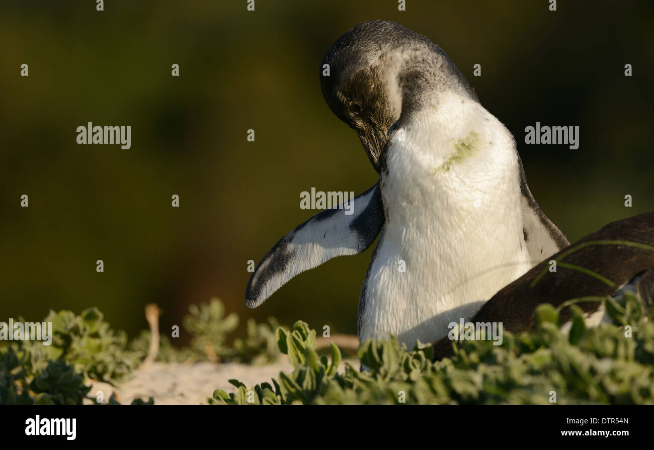 Juvenile African Penguin on the beach at False Bay, South Africa. Stock Photo