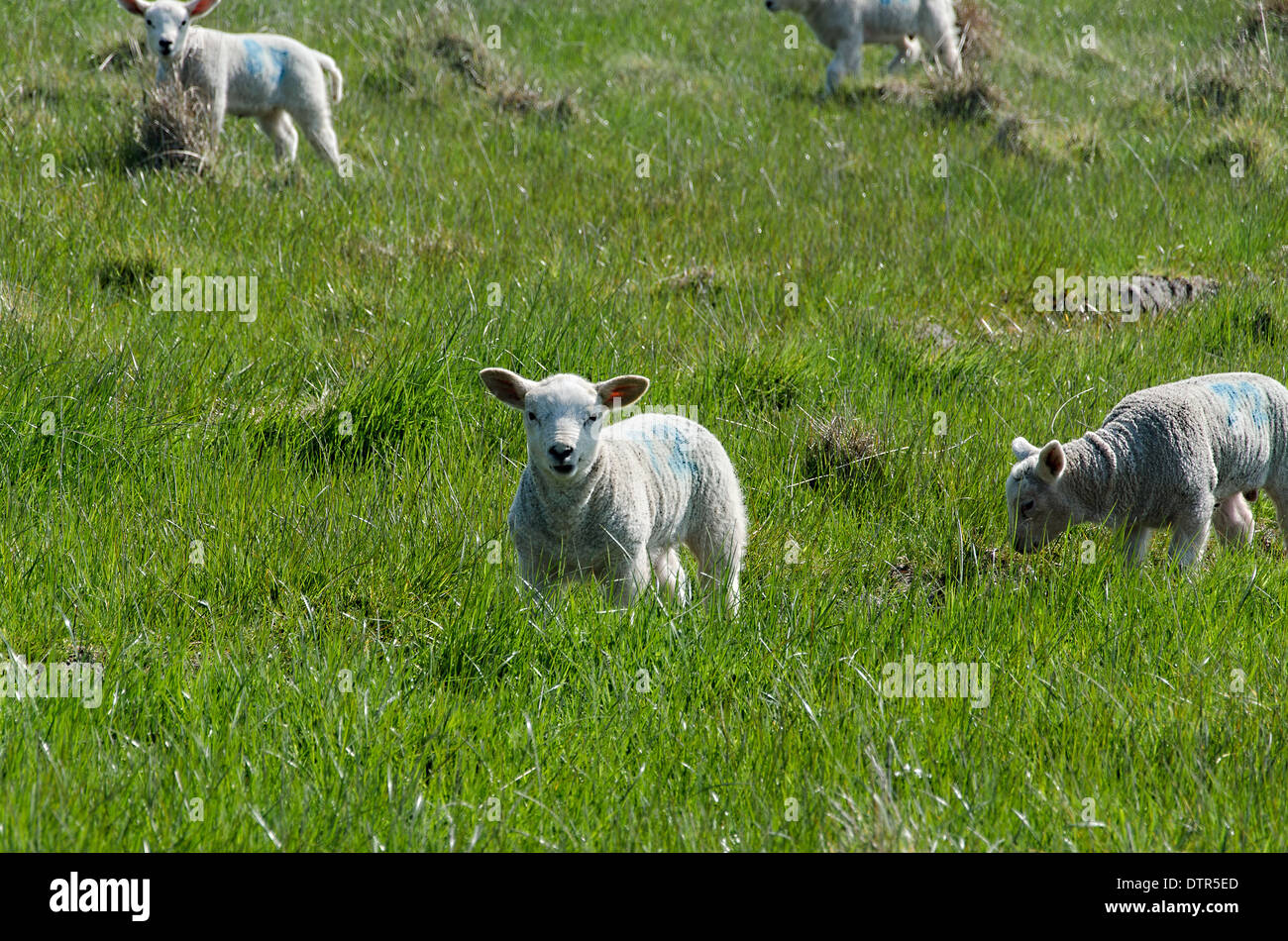 First Lambs of the Season Stock Photo