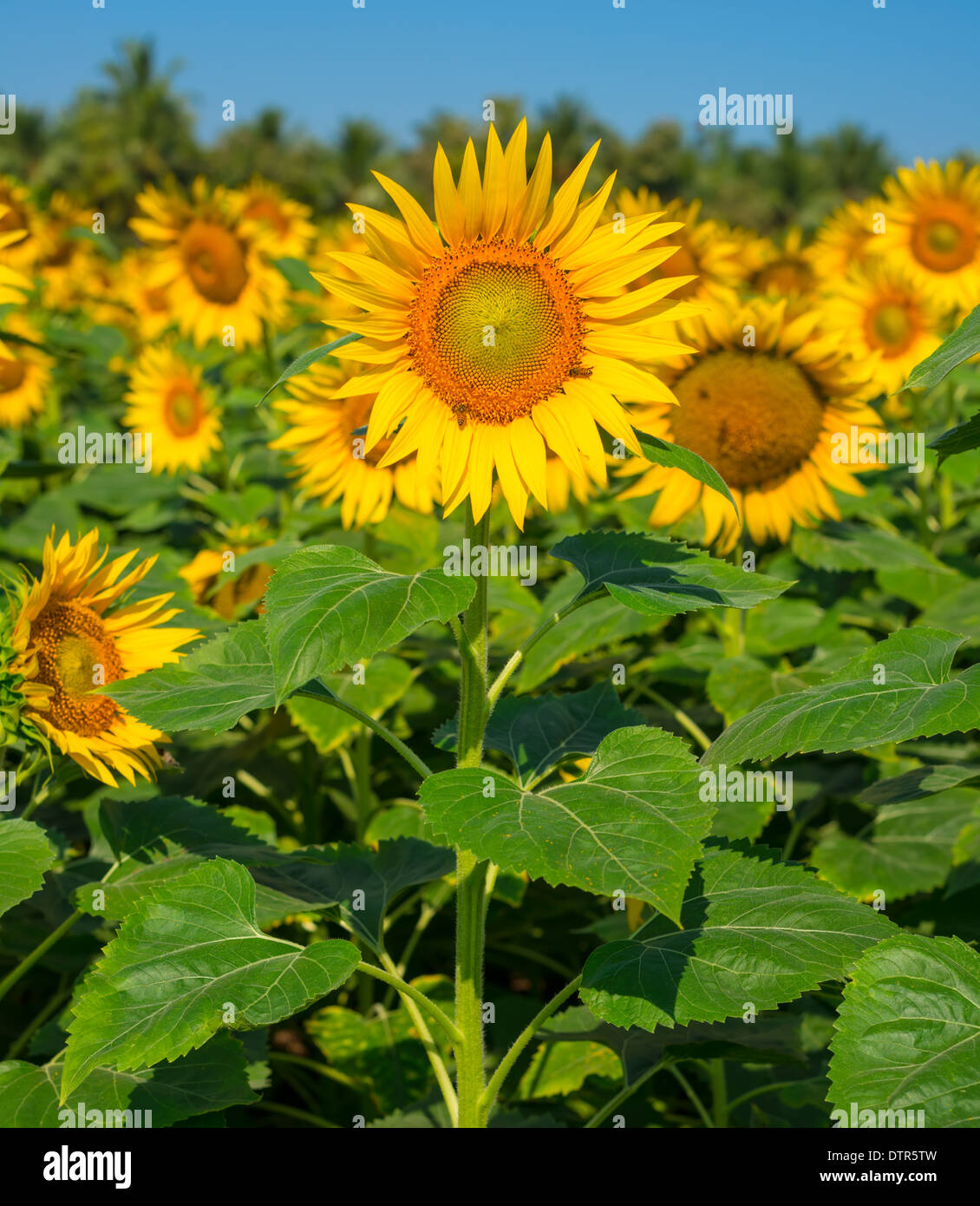 field of sunflower in the blue sky, background Stock Photo - Alamy