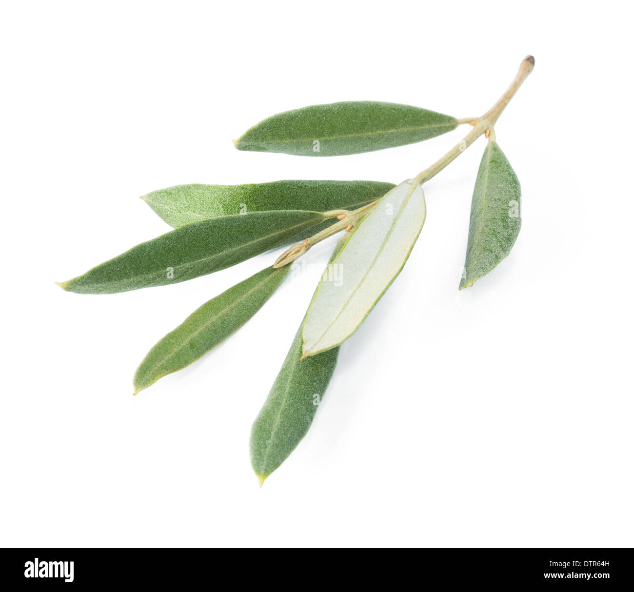 branch of an olive tree is isolated on white background, closeup Stock ...