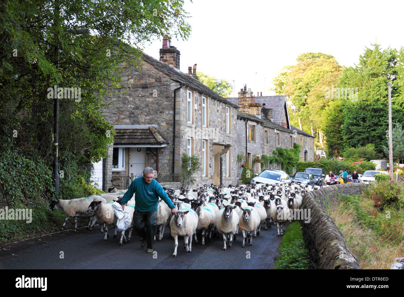 Flock of sheep on country road hi-res stock photography and images - Alamy