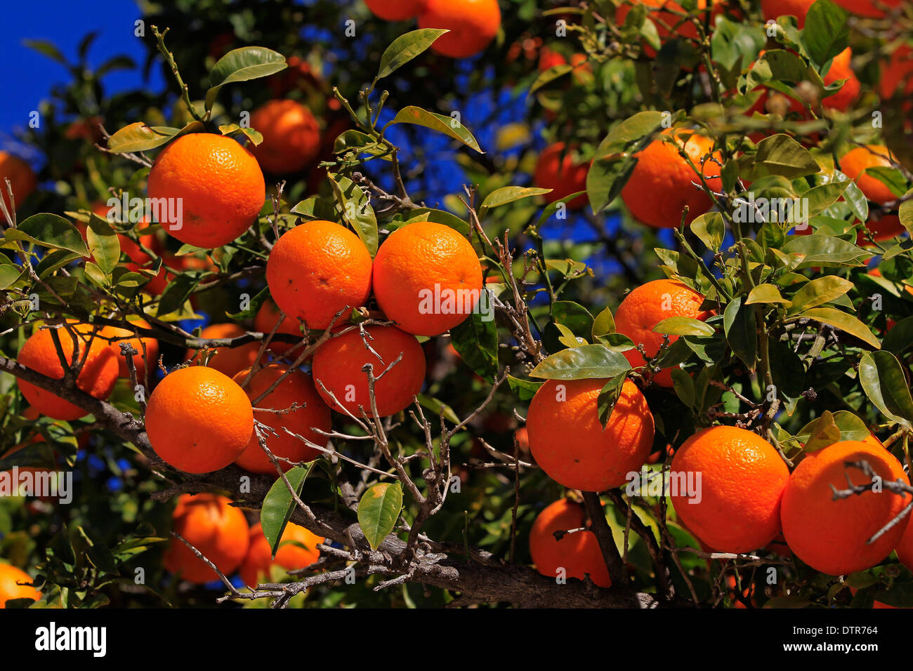Valencia orange tree hires stock photography and images Alamy