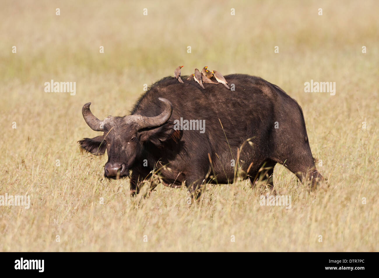 An African Buffalo or Cape Buffalo (Syncerus caffer) with Yellow-billed Oxpecker (Buphagus africanus) birds on its back Stock Photo