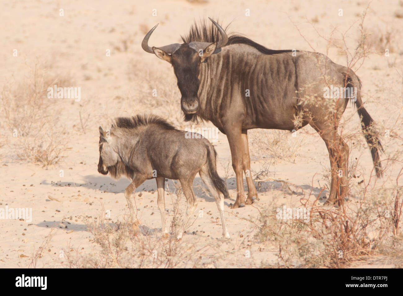 Blue Wildebeest (connochaetes taurinus) with calf in the Kalahari desert, South Africa Stock Photo