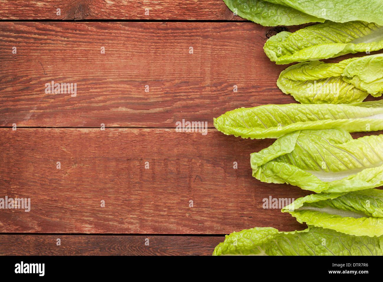 fresh green leaves of romaine lettuce against a grunge rustic barn wood table with a copy space Stock Photo