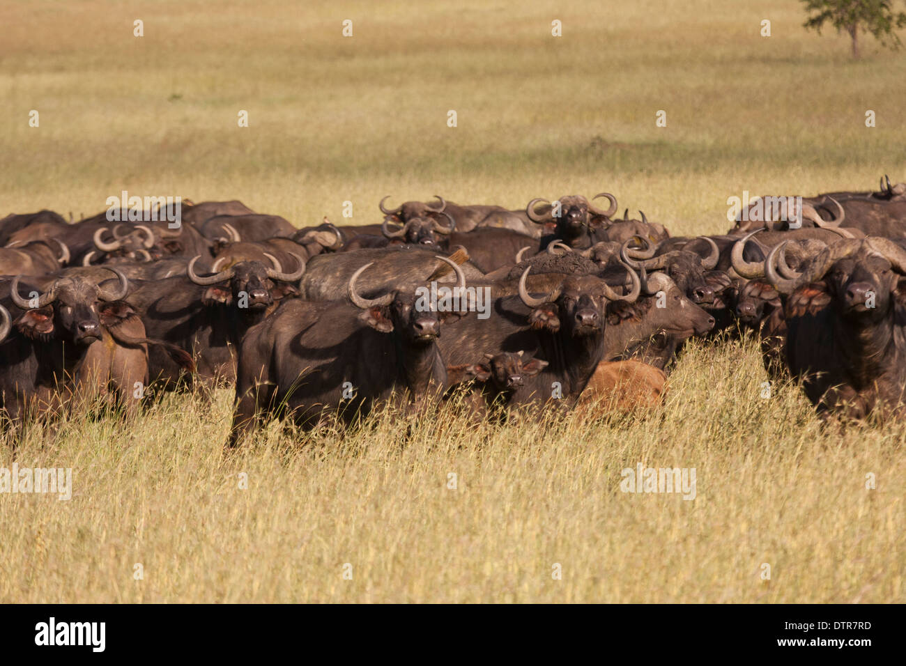 A herd of African Buffalo or Cape Buffalo (Syncerus caffer) Stock Photo