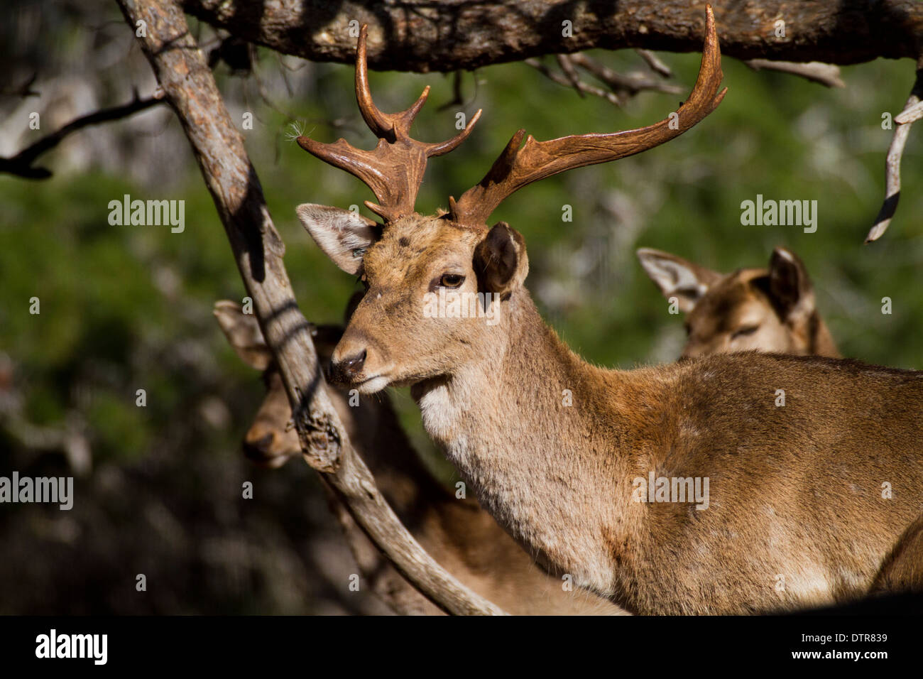Male Mesopotamian (Persian) Fallow Deer (Dama dama Mesopotamica) Photographed in Israel, Carmel Mountain in winter Stock Photo