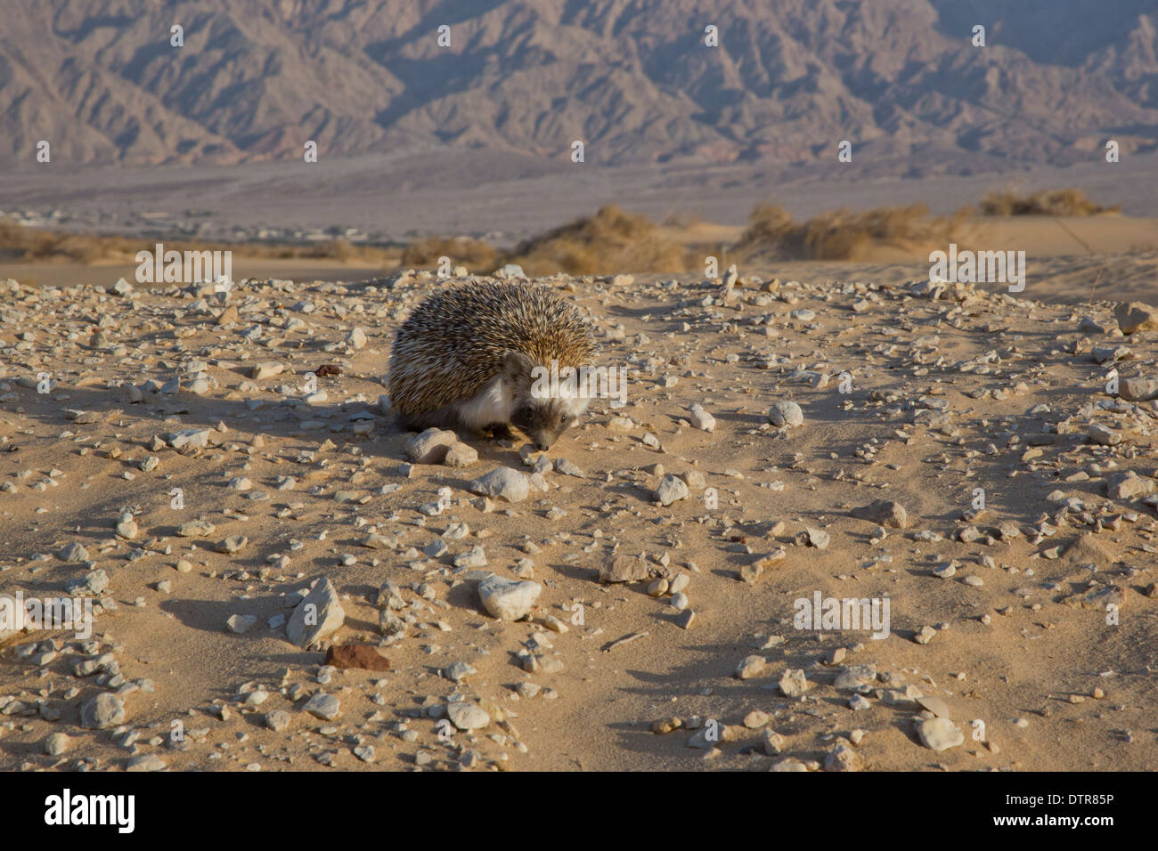 Desert Hedgehog (Paraechinus aethiopicus) photographed in the desert in
