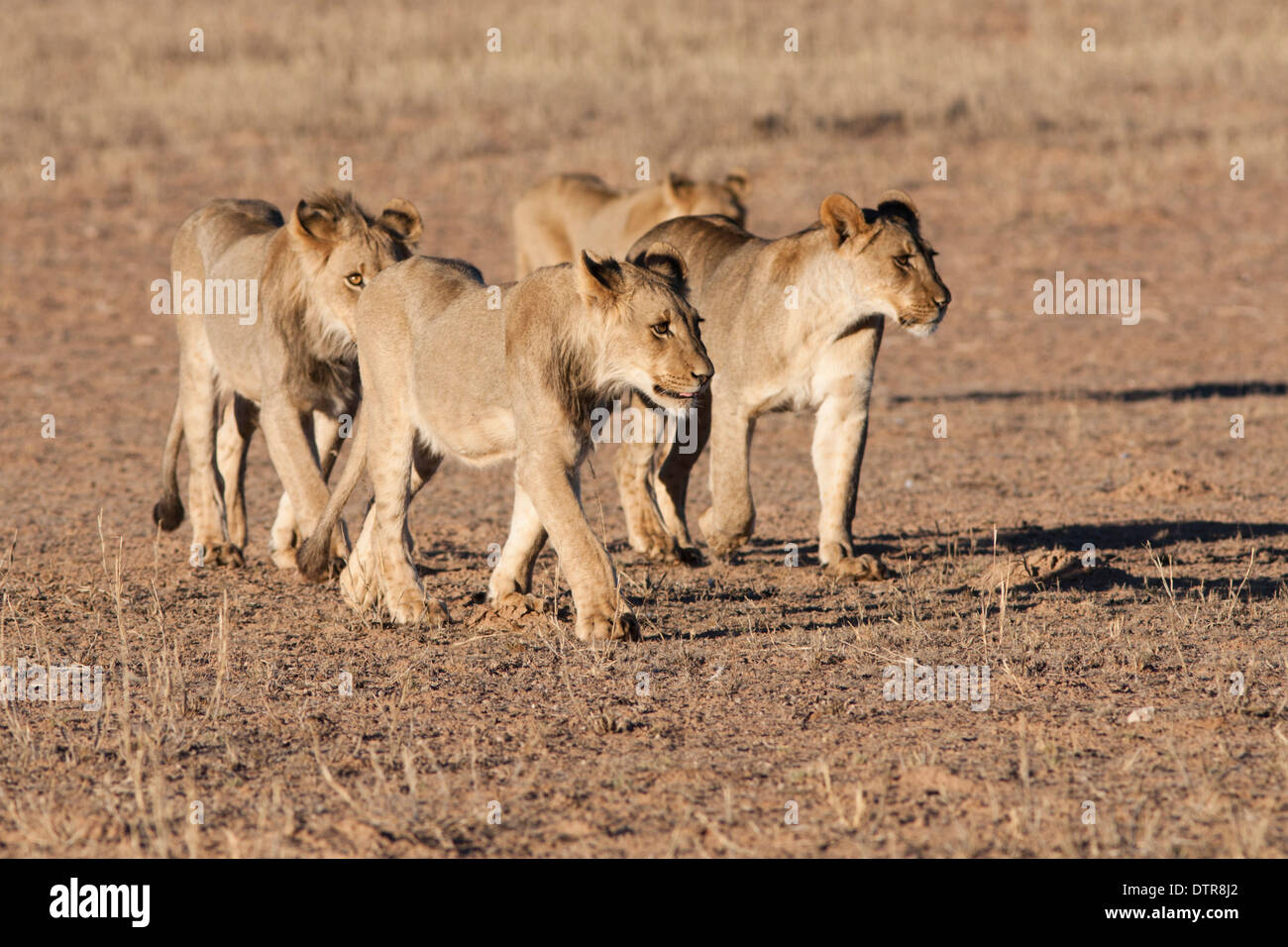 African Lion pride walking in the Kalahari desert Stock Photo