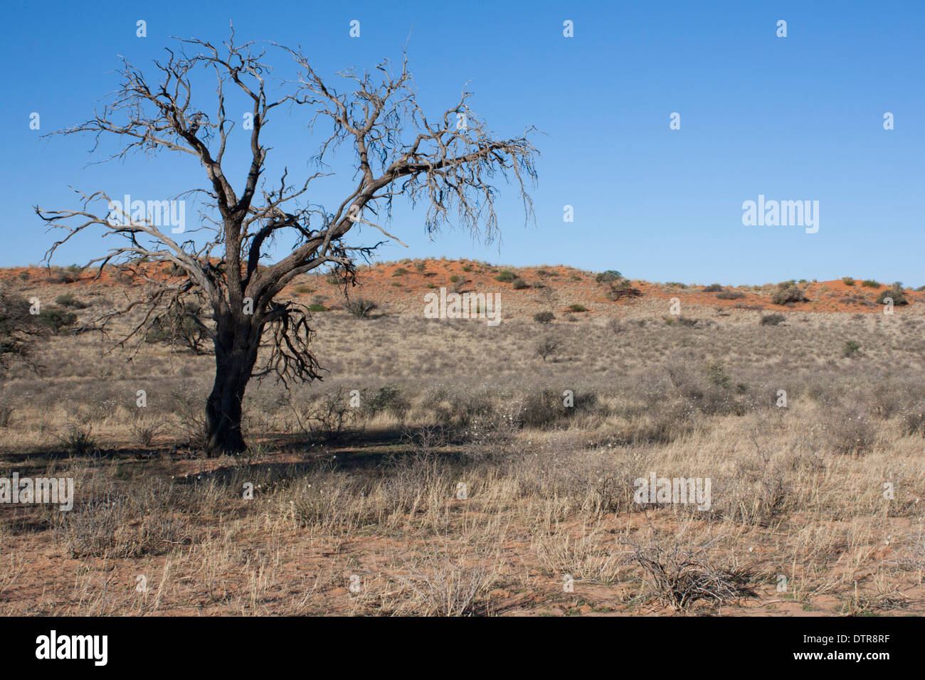 Kalahari desert landscape. November Stock Photo