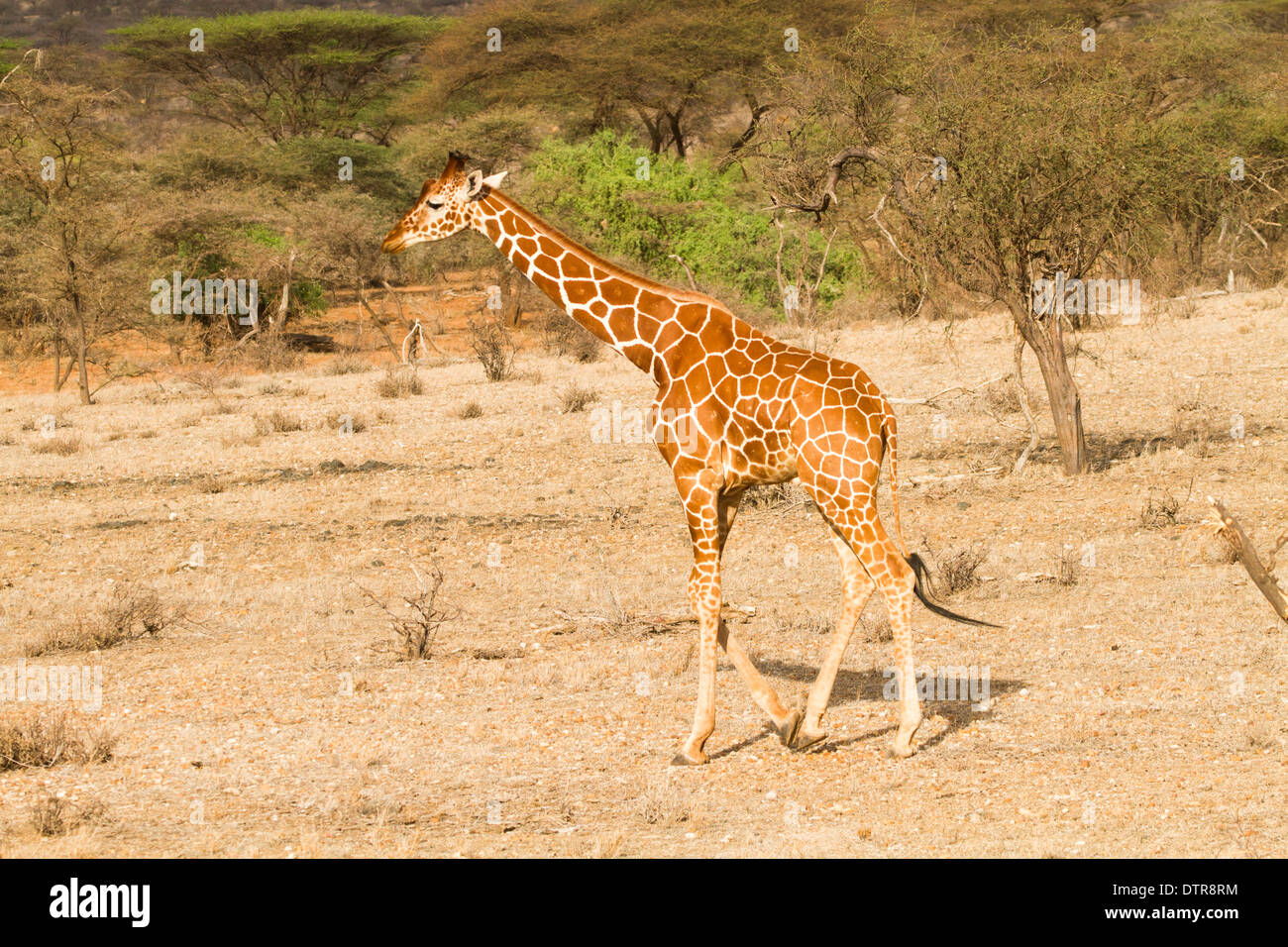 Reticulated Giraffe (Giraffa camelopardalis reticulata) Photographed at the Samburu National Reserve, Kenya Stock Photo