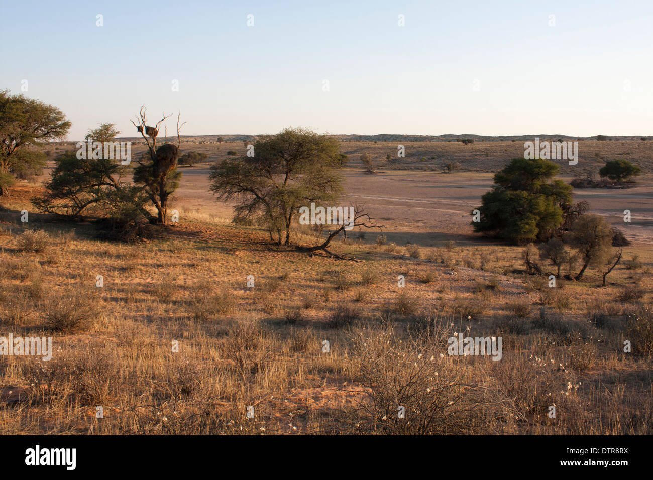 Kalahari desert landscape. November Stock Photo