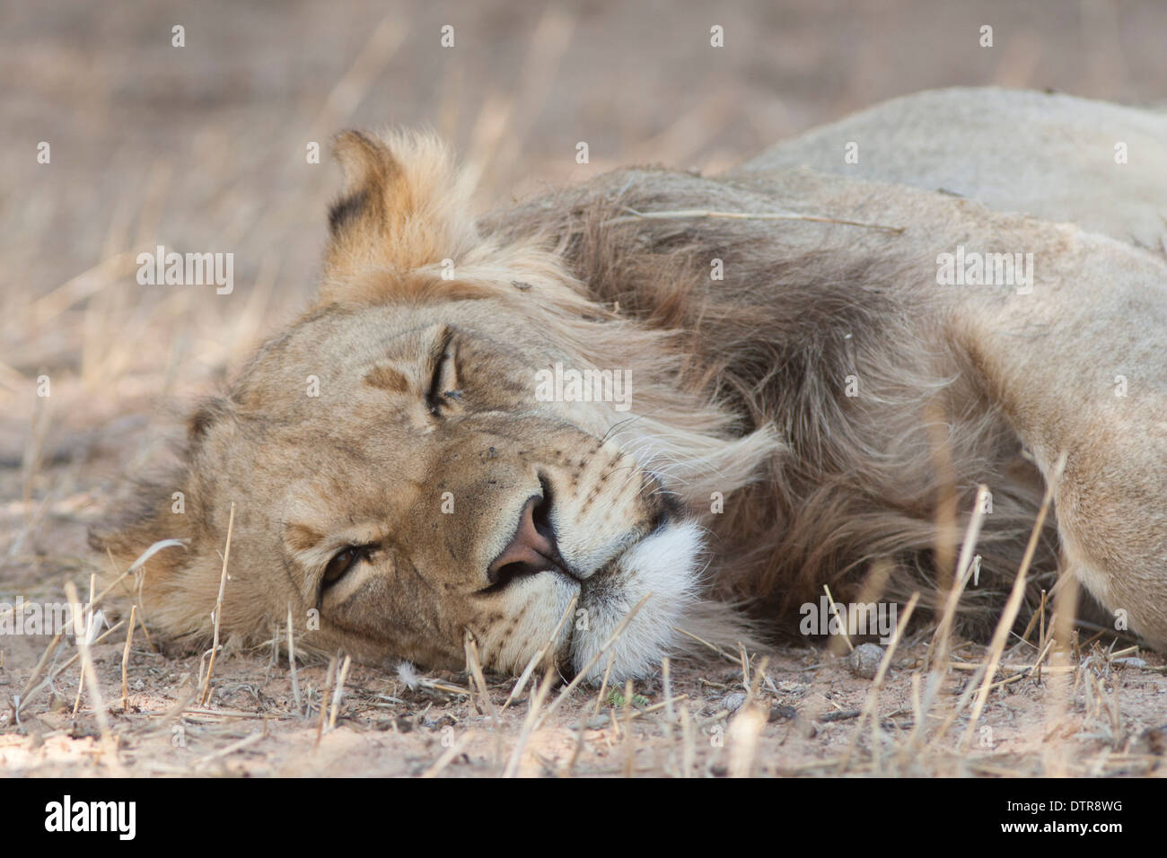 African Lion in the Kalahari desert Stock Photo