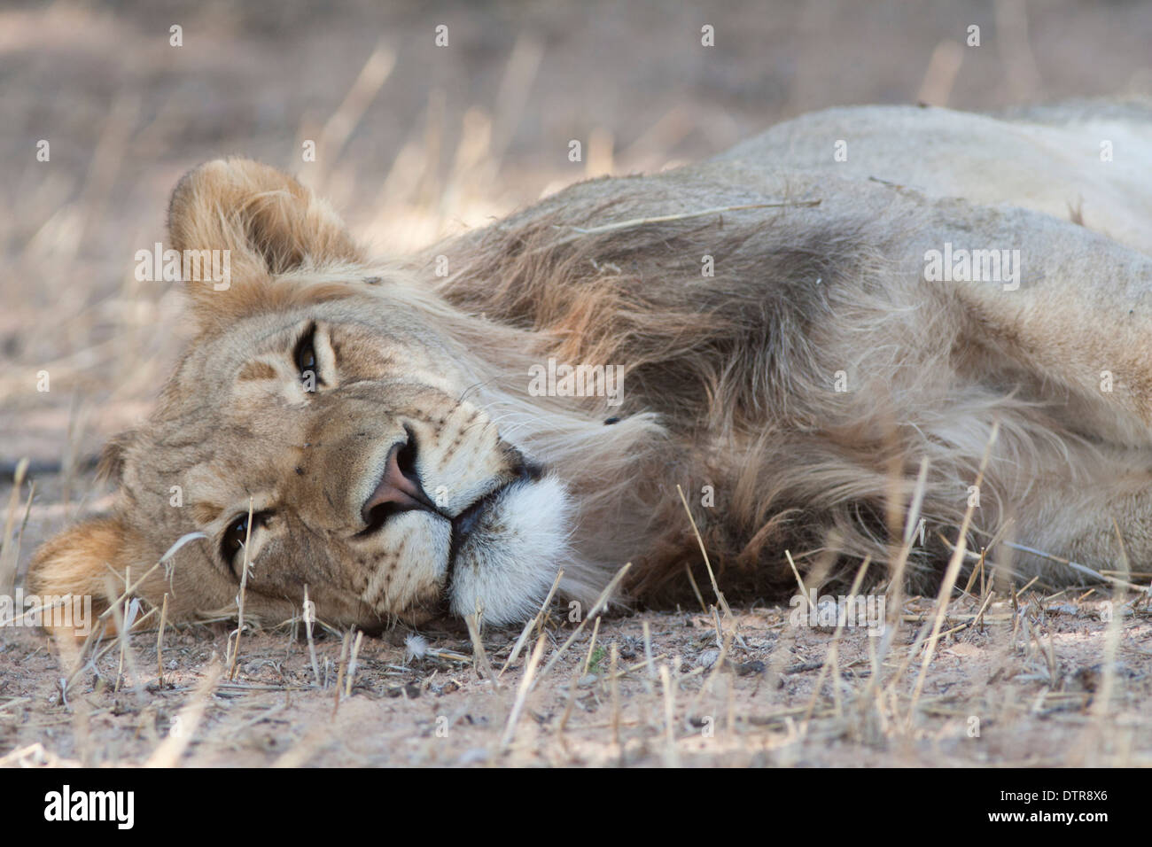 African Lion in the Kalahari desert Stock Photo