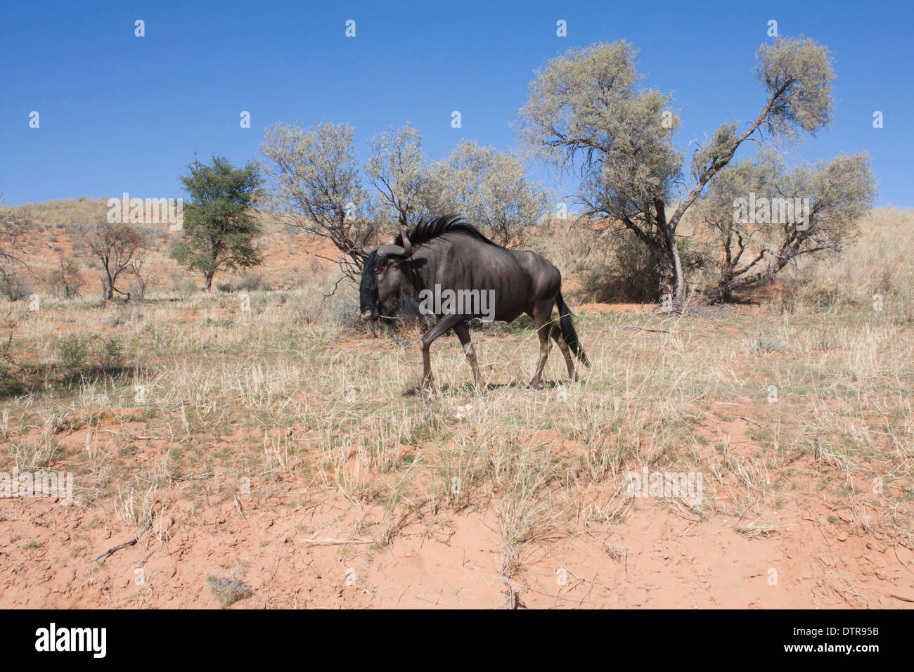 Blue Wildebeest (connochaetes taurinus) in the Kalahari desert, South Africa Stock Photo