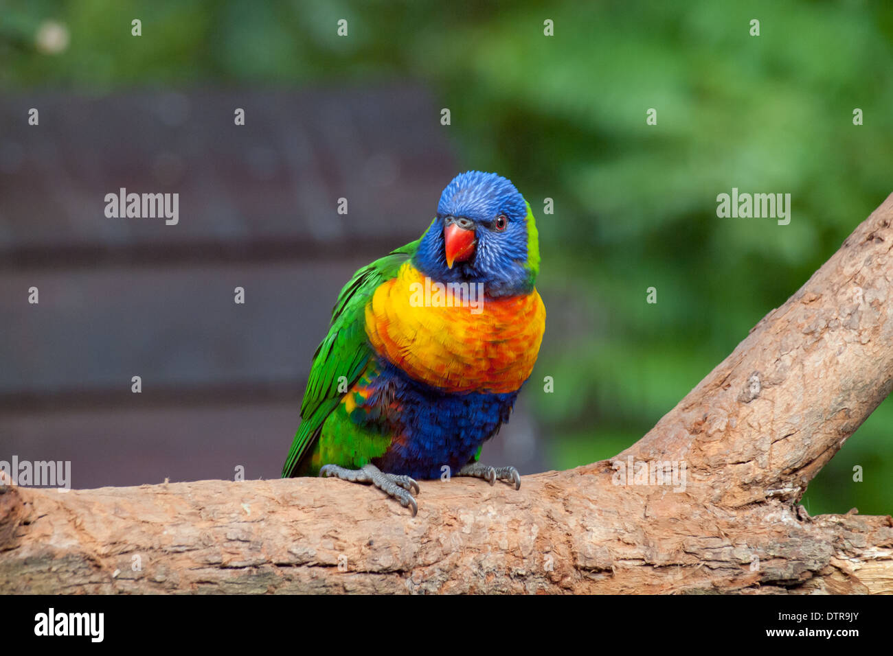 A gregarious Rainbow Lorikeet (Trichoglossus haematodus), a medium-sized parrot, perched on a tree branch in Sydney, Australia. Stock Photo