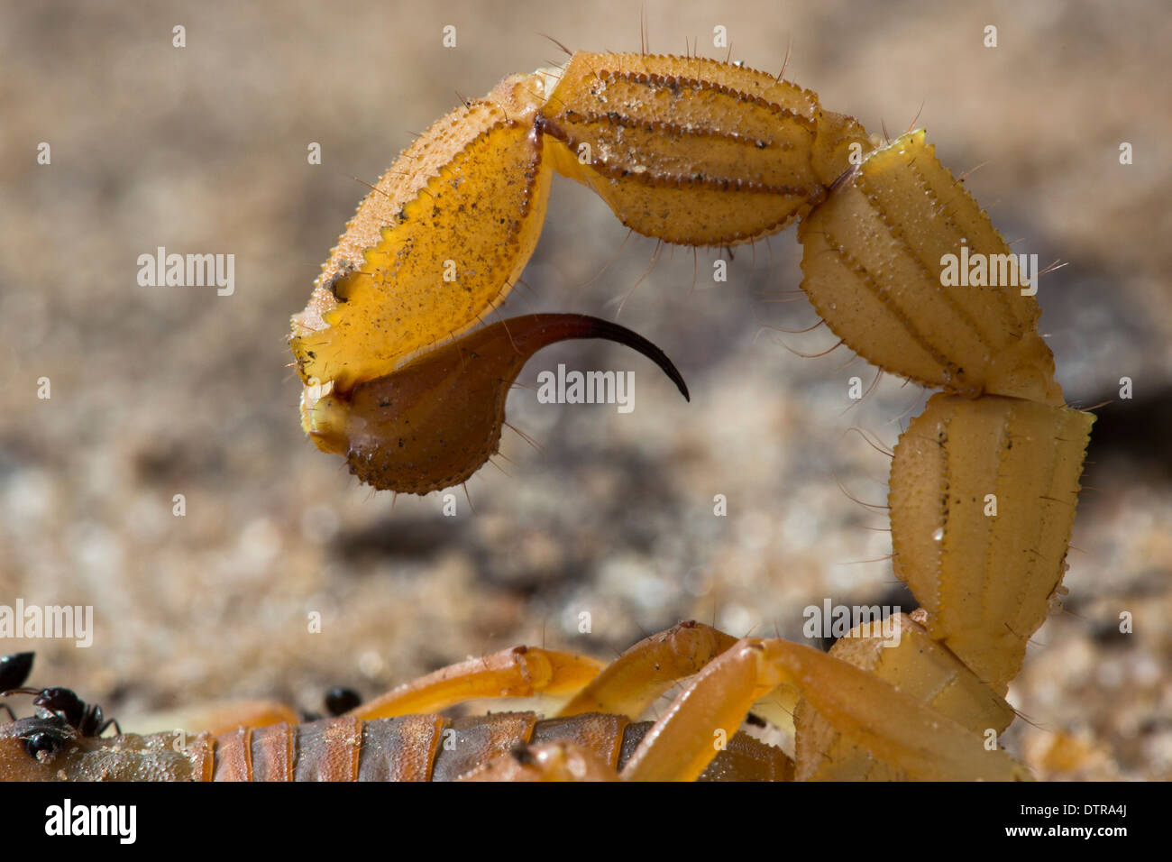 Close up of the tail and sting of a scorpion (Parabuthus mosambicensis) Stock Photo