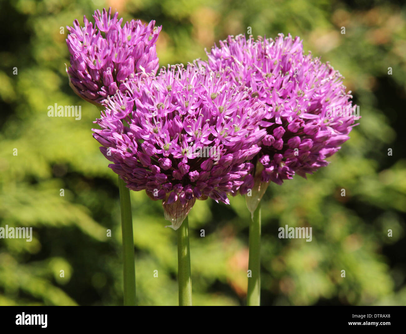 3 purple Aliums  in a group conifer background (1 of series of 2) (1 of series of 2) Stock Photo
