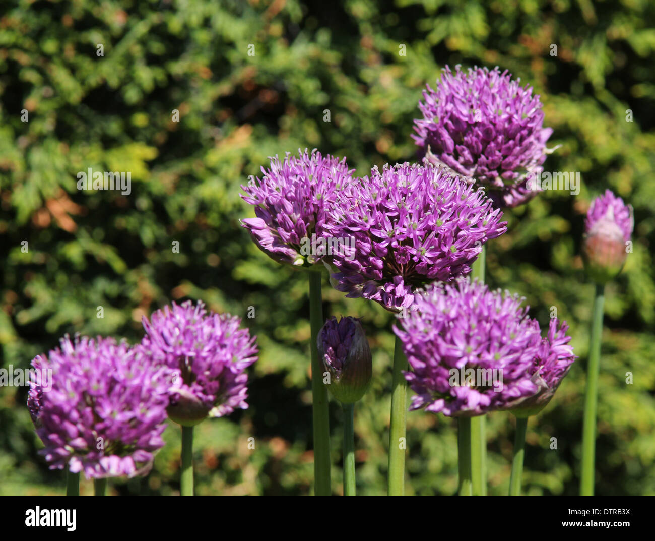 7 purple Aliums  in a group conifer background (2 of series of 2) Stock Photo