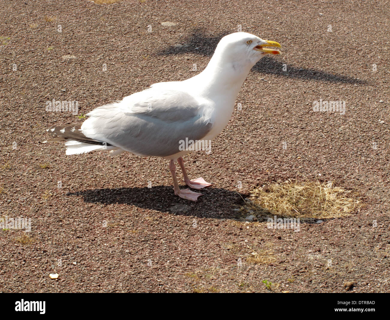 A seagull making a noise Stock Photo