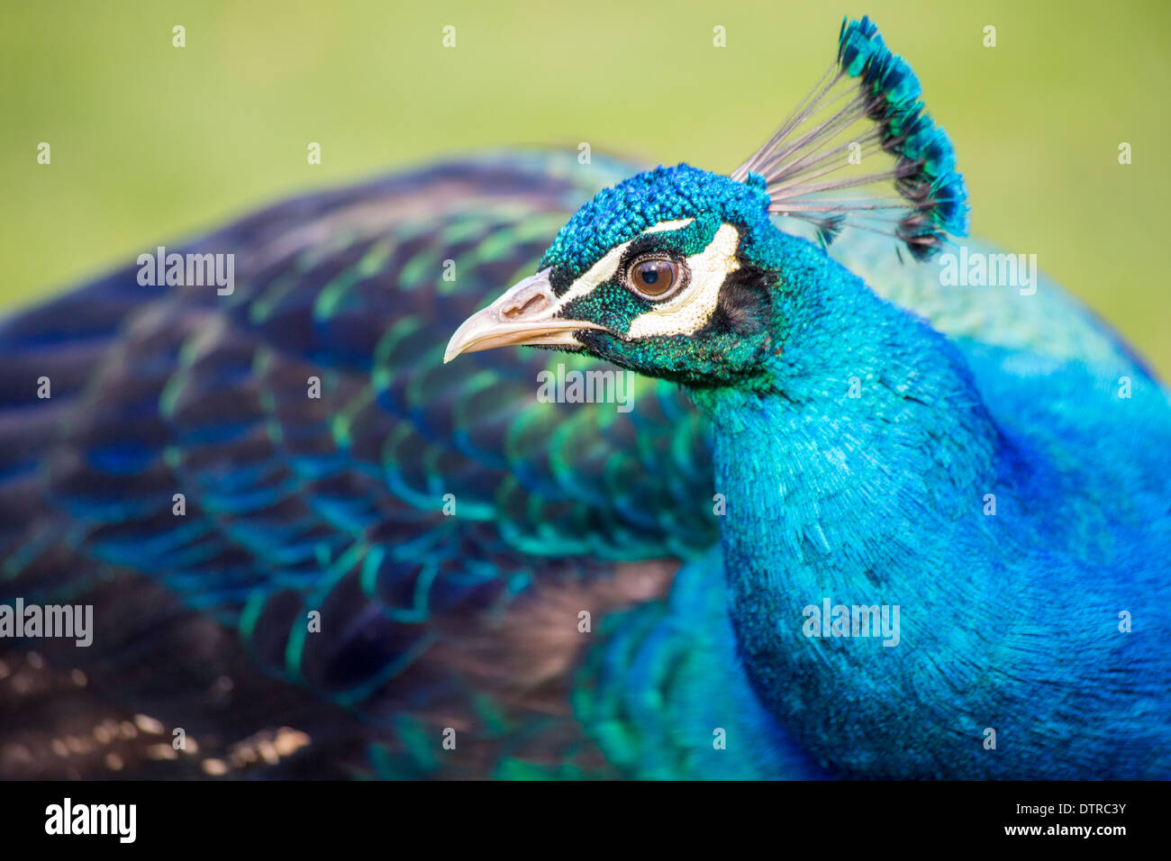 Indian Peacock Stock Photo