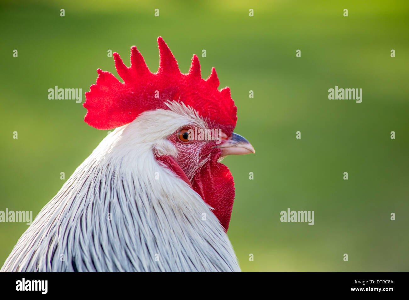 Sussex chicken cockerel Stock Photo