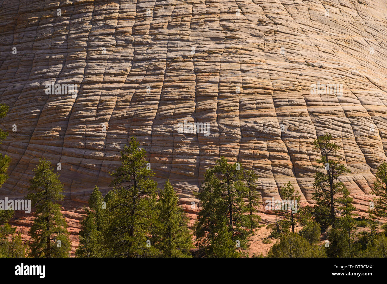 Checkerboard Mesa, Zion National Park, Utah, USA Stock Photo