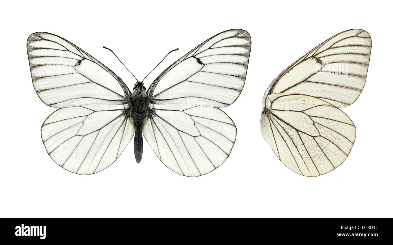 Black-veined White - Aporia crategi Stock Photo