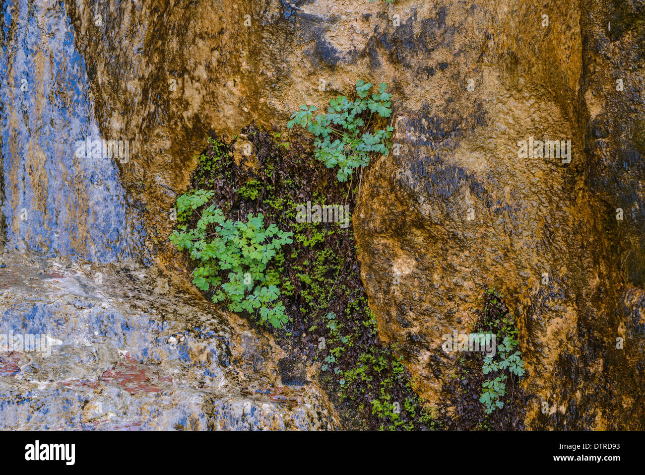 Hanging gardens of Weeping Rock, Zion National Park, Utah, USA Stock Photo