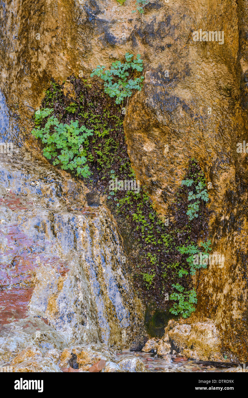 Hanging gardens of Weeping Rock, Zion National Park, Utah, USA Stock Photo