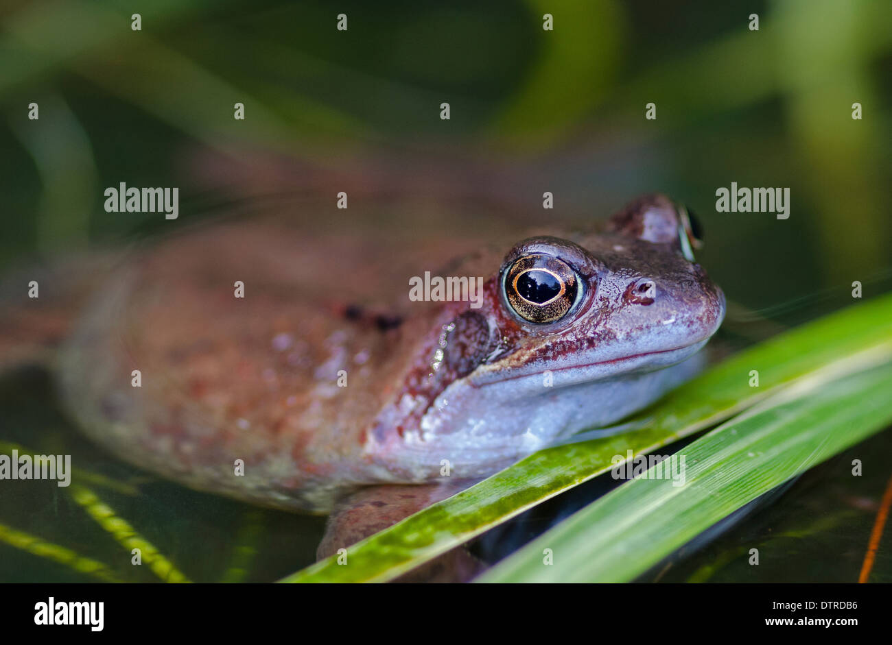 frog in pond Stock Photo Alamy