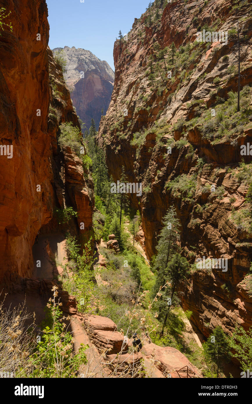 Canyon on the trail to Angels Landing, Zion National Park, Utah, USA Stock Photo