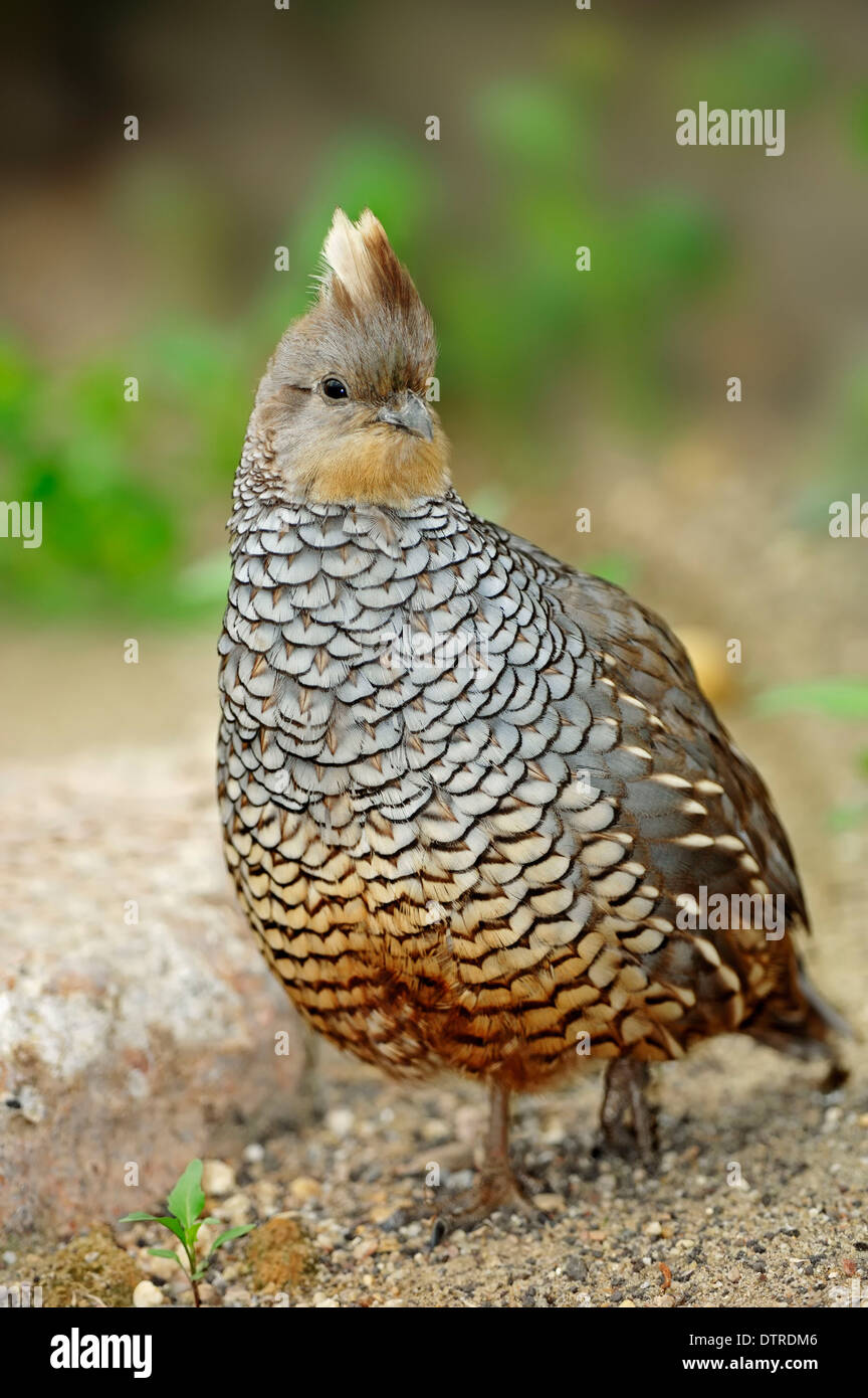 Scaled Quail / (Callipepla squamata) / Blue Quail, Cottontop Stock