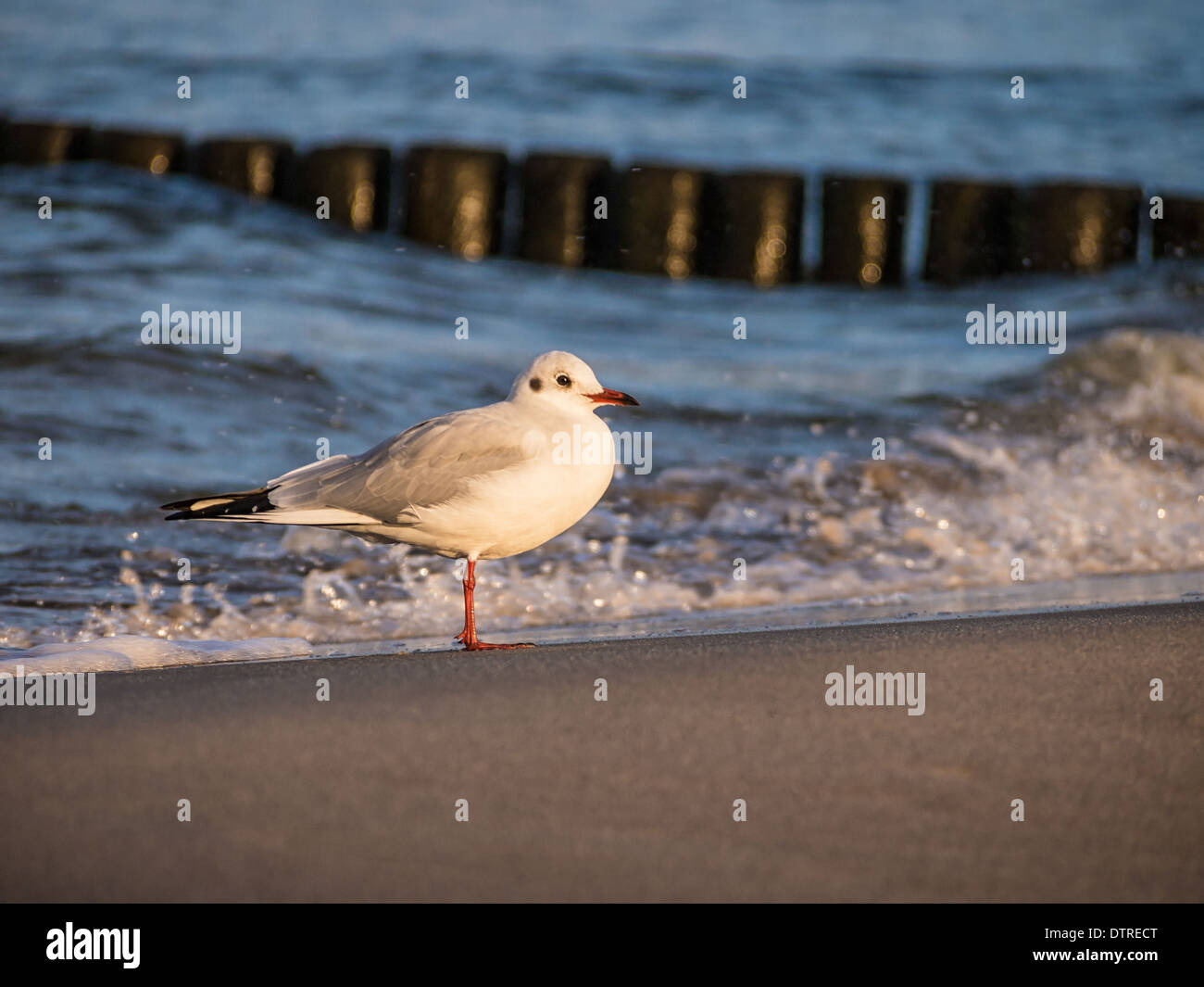 A sea gull on shore of the Baltic Sea Stock Photo