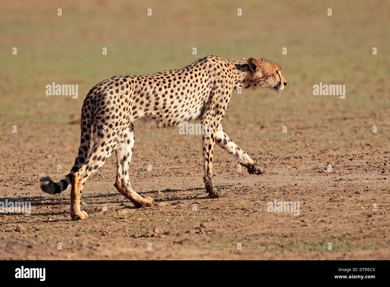 Alert cheetah (Acinonyx jubatus), Kalahari desert, South Africa Stock Photo