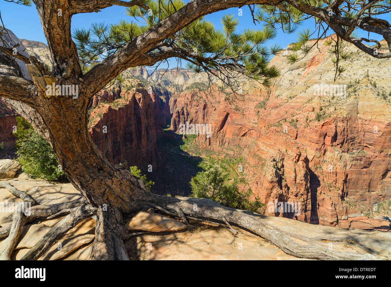 Pine Tree and view of Zion Canyon from Angels Landing, Zion National Park, Utah, USA Stock Photo