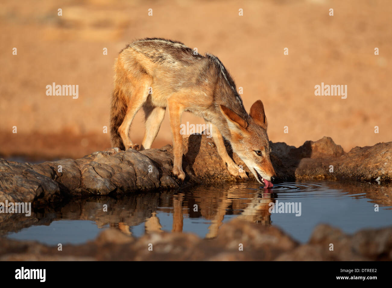A black-backed Jackal (Canis mesomelas) drinking water, Kalahari desert, South Africa Stock Photo