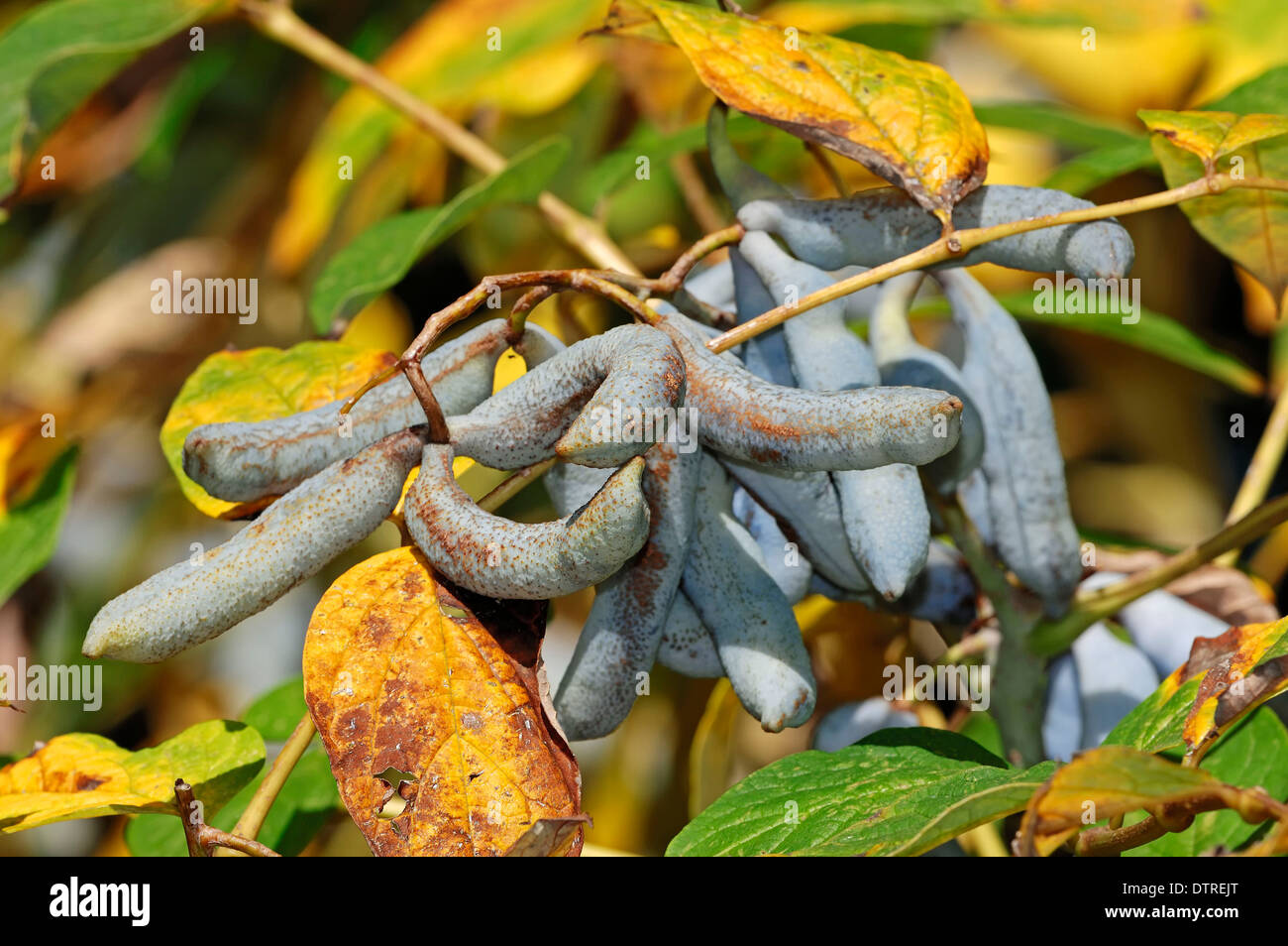 Blue Bean Shrub, fruits / (Decaisnea fargesii) / Blue Bean Bush, Lardizabalaceae Stock Photo