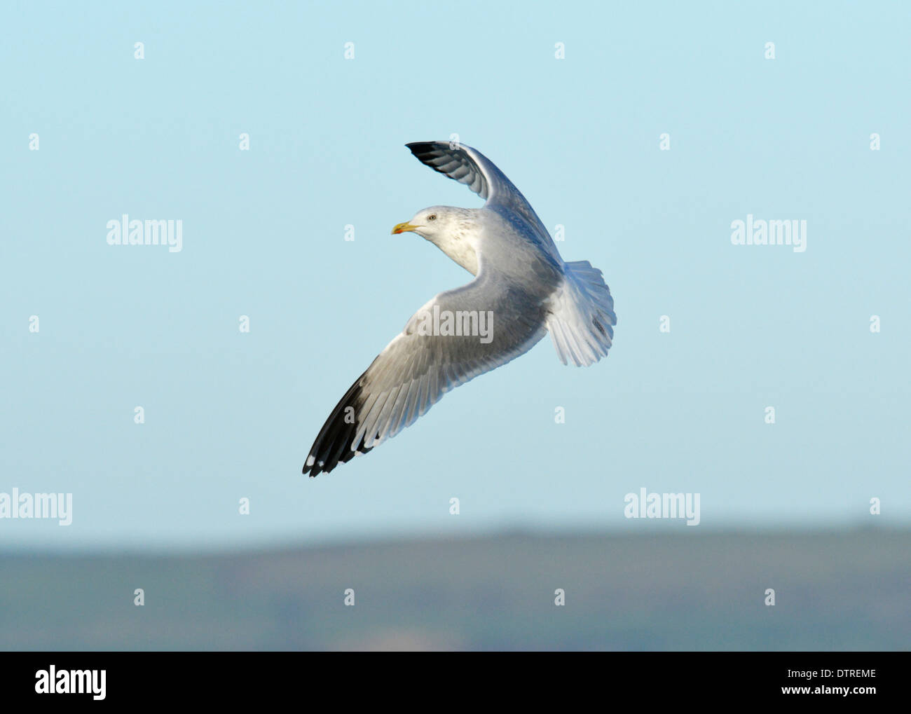 Herring Gull Larus argentatus - Winter Adult Stock Photo