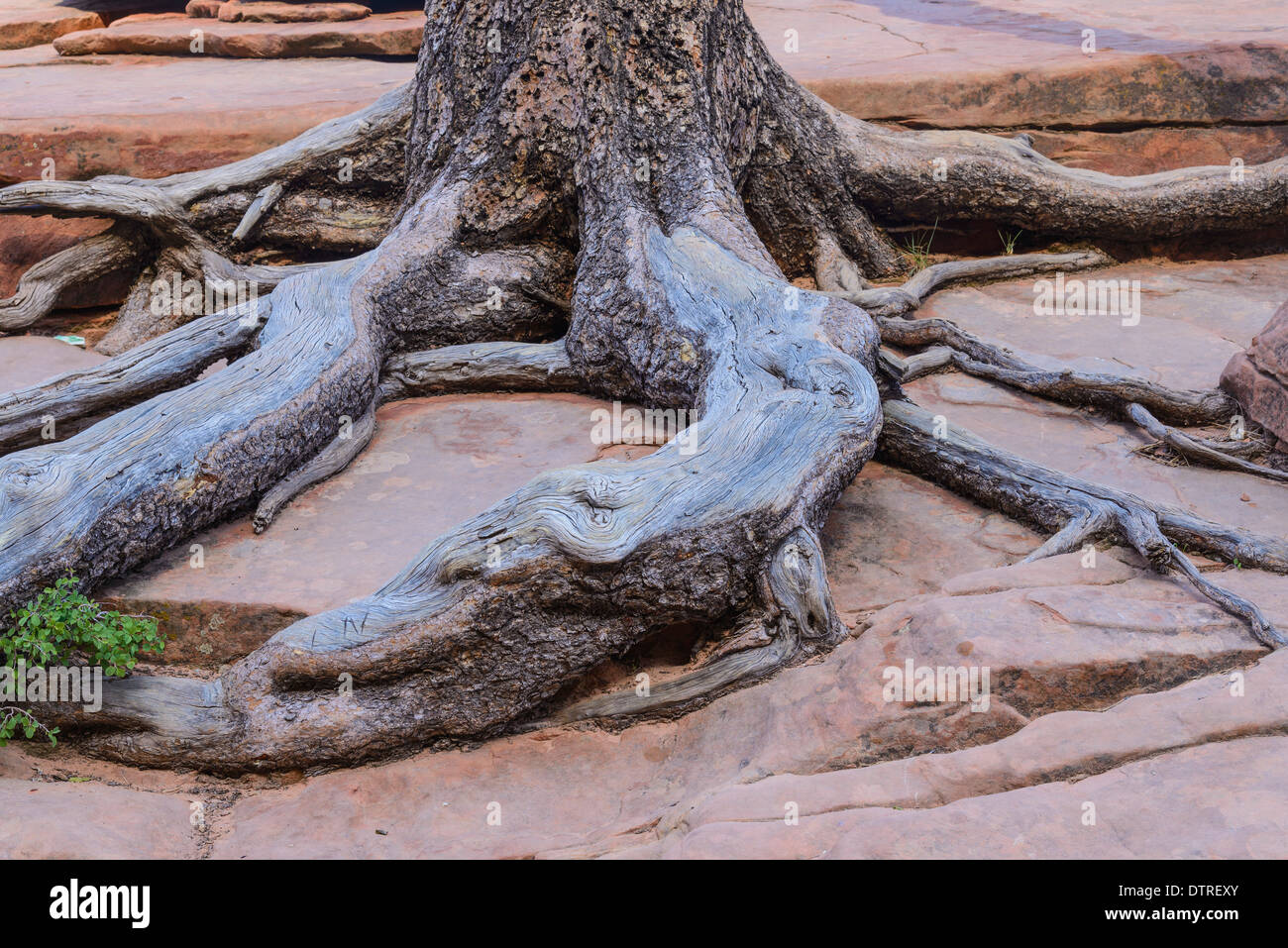 Ponderosa Pine Tree Roots clinging to the slickrock, near Scouts Lookout, Zion National Park, Utah, USA Stock Photo