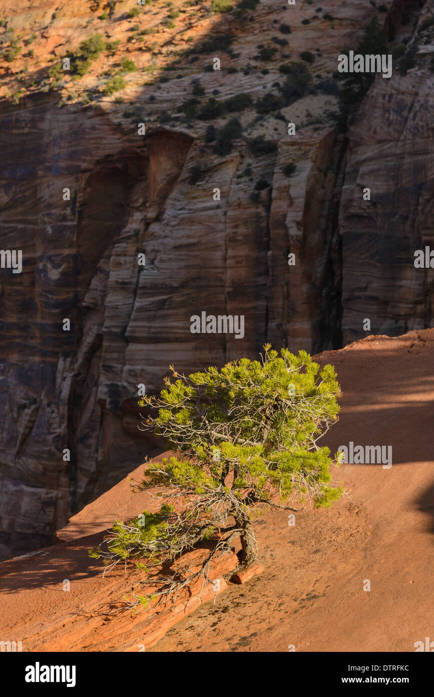 Pine tree growing out of slickrock, Canyon Overlook trail, Zion National Park, Utah, USA Stock Photo