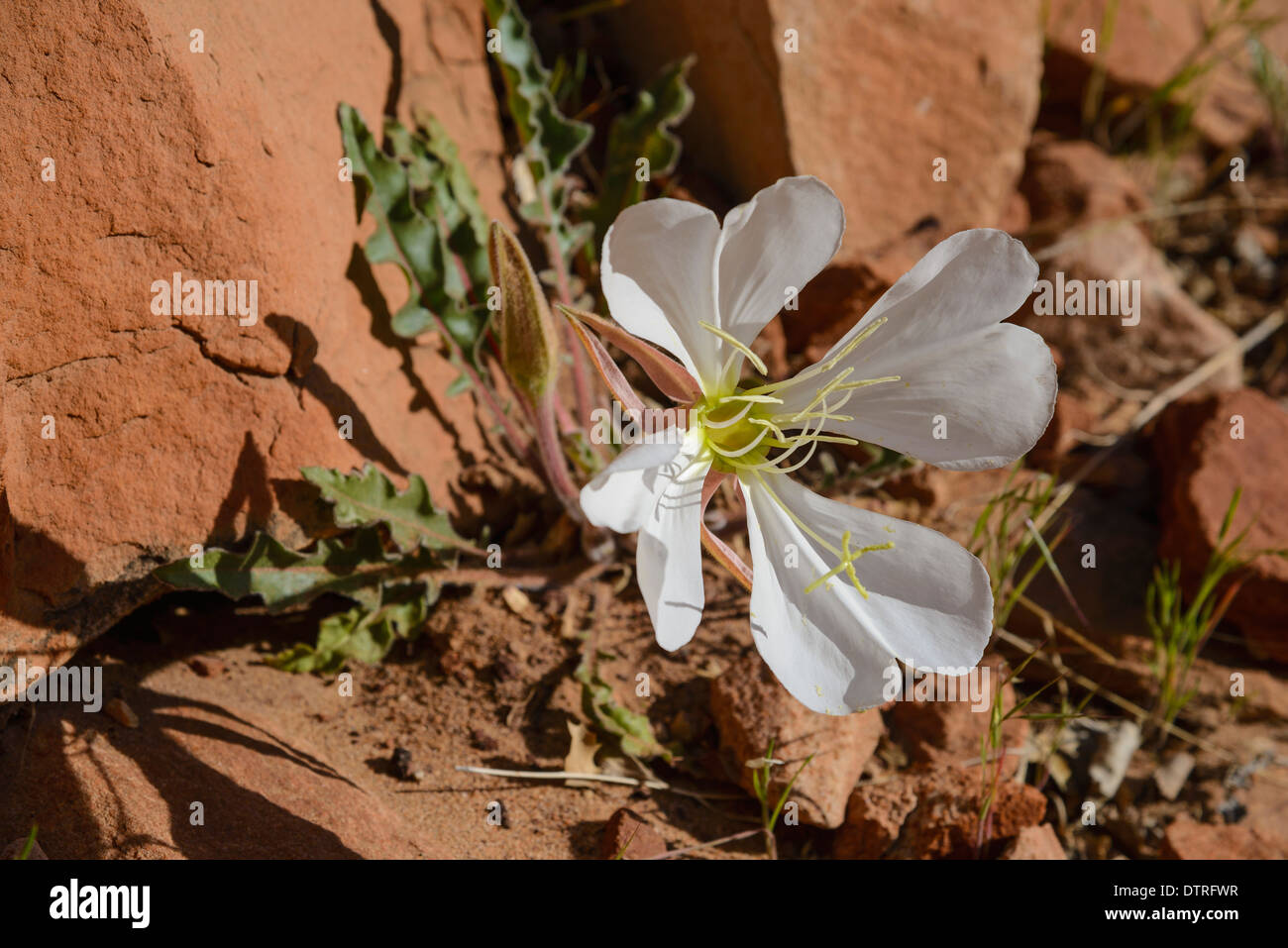 Tufted Evening-Primrose, oenothera caespitosa nutt., also known as Morning-Lily, Wildflowers, Zion National Park, Utah, USA Stock Photo