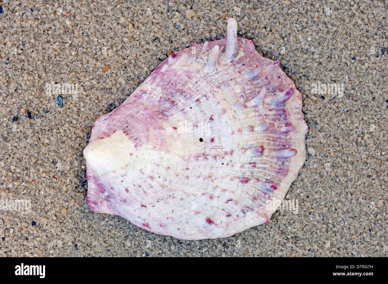 Thorny Oyster shell / (Spondylus spec.) / Spiny Oyster Stock Photo